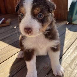 Boy 1 - Australian Shepherd puppy in Fontana, California from J.O Family Aussies