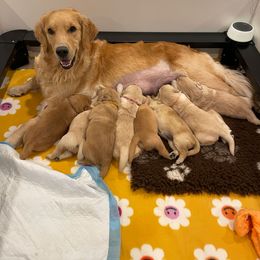 Golden Retriever Puppies from Graciegold Retrievers