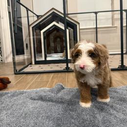 Bernedoodle and Irish Doodle Puppies from Boutique Bernedoodles & Co.