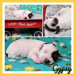 Gypsy - Parti female Schnoodle puppy in Lebanon, Missouri from Cedar Glades Canines