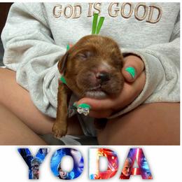 YODA - Red  male Goldendoodle puppy in Minneapolis, Minnesota from The Golden Roo