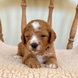 Lane - Red male Cavapoo puppy in Chipley, Florida from Coastal Cavapoos