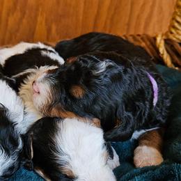 Frisky - Tri-color female Bernedoodle puppy in Granton, Wisconsin from Rose River Farms