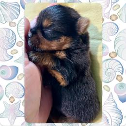Darling - Black and tan female Yorkshire Terrier puppy in Annandale, Virginia from Artisan Yorkies LLC