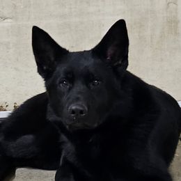 Hossa - German Shepherd