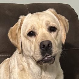 Halo - Labrador Retriever