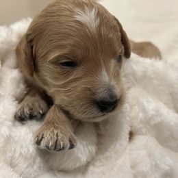 App - Cream female Goldendoodle puppy in Palmetto Bay, Florida from Simply Pawfect Doodles