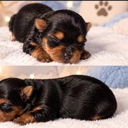 Pixie - Black and tan female Yorkshire Terrier puppy in Broxton, Georgia from More Than Family