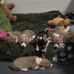 Pembroke Welsh Corgi Puppies from AW Corgis