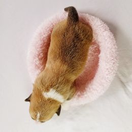 Pembroke Welsh Corgi Puppies from Whimsical Treasure Corgis