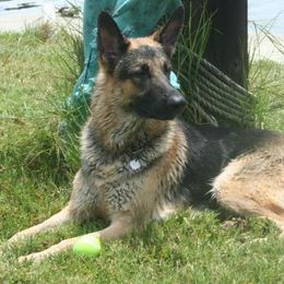German Shepherds from Vom Wagners German Shepherds