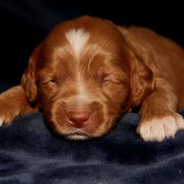 Macaron - Caramel male Australian Labradoodle puppy in Stanwood, Washington from Victoria Creek Australian Labradoodles