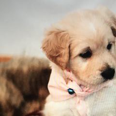 Double Doodles from Fiona’s Coastal Doodles