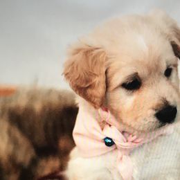 Double Doodles from Fiona’s Coastal Doodles