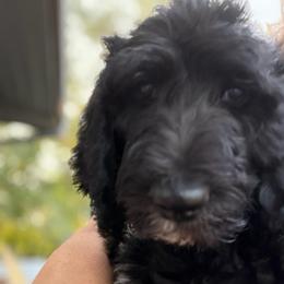 Loki - Black male Double Doodle puppy in Mineola, Texas from ETX Dandy Doodle