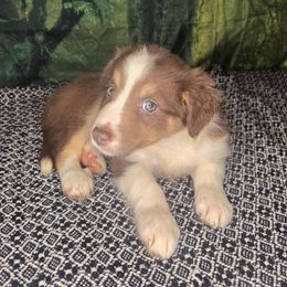 Madge - Tri-color female Border Collie puppy in Fenton, Michigan from Darrowby Border Collies
