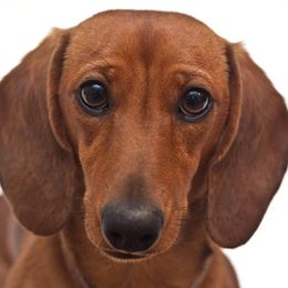 Anke - Dachshund