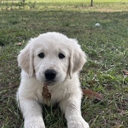 Mr Gray - Light golden male Golden Retriever puppy in Myakka City, Florida from MC Goldens