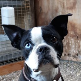 Luna - Boston Terrier