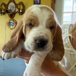 Duncan - Red and white male Basset Hound puppy in Guys Mills, Pennsylvania from Hidden Heart Basset Hounds