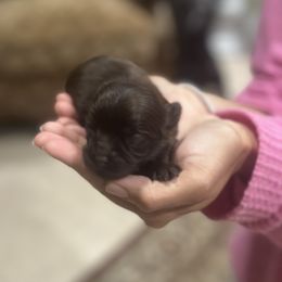 Pomeranian and Yorkshire Terrier Puppies from Dreaming Puppies