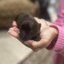 Pomeranian and Yorkshire Terrier Puppies from Dreaming Puppies