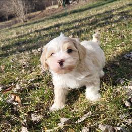 Twix - Cream male Havanese puppy in Salesville, Ohio from RiverLynn