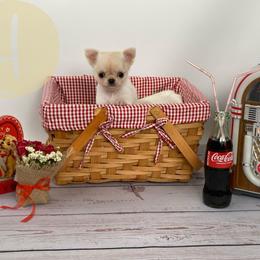 Odie - Cream and white male Chihuahua puppy in North Ridgeville, Ohio from Happy Pups