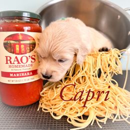 Golden Retriever Puppies from Ruff Life Goldens