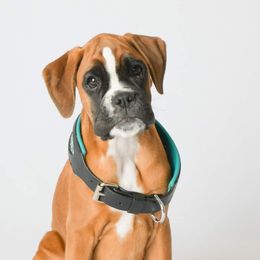 Boxer Puppies from Arktis Boxers