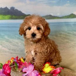 Oyster - Apricot female Goldendoodle puppy in Haltom City, Texas from Ohana Doodles