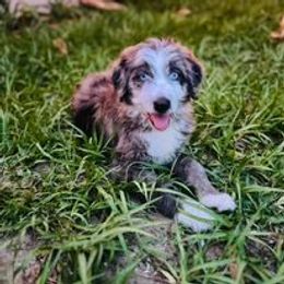 Aussiedoodle, Australian Shepherd, Poodle, Shihpoo, and Shih Tzu Puppies from Rockiń N Kennel