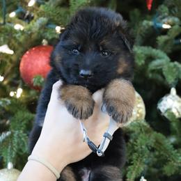 Grey - Black and red male German Shepherd puppy in Canton, Texas from WILDWOOD GERMAN SHEPHERDS