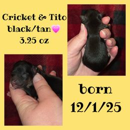 Girl 3 - Black and tan female Pomeranian puppy in Creswell, North Carolina from Grace's Poms🐾💕