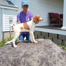 Boy 1 - White and orange male Brittany puppy in Conneautville, Pennsylvania from High Hopes Kennel