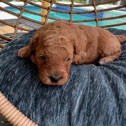 Boy 2 - Red  male Poodle puppy in Kissimmee, Florida from Anna's Puppy Tales