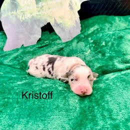 Kristoff - Blue merle male Australian Shepherd puppy in Vernal, Utah from Dancing M Kennels