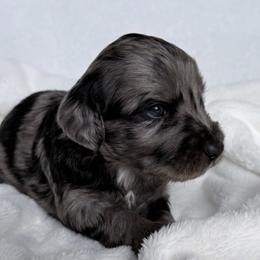 Teton - Tri-color male Labradoodle puppy in Lubbock, Texas from Lucky Labradoodles