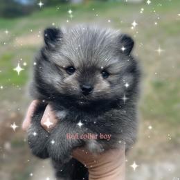 Red collar boy - Orange sable male Pomeranian puppy in Pollock Pines, California from Glitzypoms