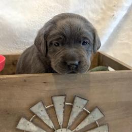 Charcoal pink collar - Charcoal female Dilute Retriever puppy in Teton County, Montana from East Front Labradors & Treasure State Schnauzers