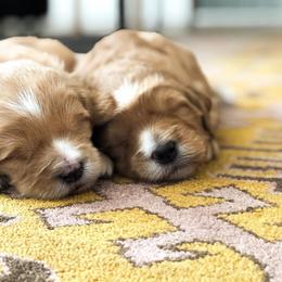Goldendoodle Puppies from Bountiful Doodles