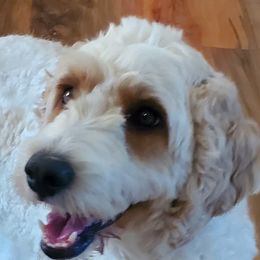 Goldendoodles from Lake Oakdale Doodles