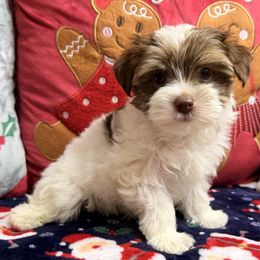 Dewey - Parti male Yorkshire Terrier puppy in Palm Coast, Florida from Fiesta Pups