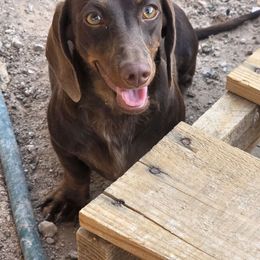 Rowena - Dachshund