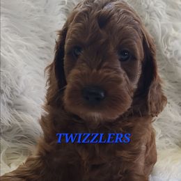 Twizzlers - Red  male Poodle puppy in Mansfield Center, Connecticut from Arrfs Poodles