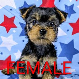 Yorkshire Terrier Puppies from Love My Yorkie Babies