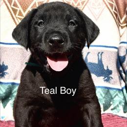 Teal Boy - Black male Labrador Retriever puppy in Lincoln, Nebraska from Labrador Retriever Breedings