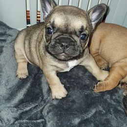 French Bulldog Puppies from LCBMM