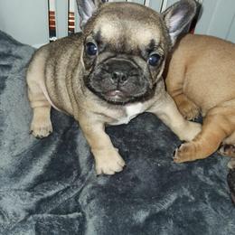 French Bulldog Puppies from LCBMM