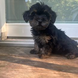 Brooklyn 2075 - Black and tan female Yorkipoo puppy in Gastonia, North Carolina from Dynasty Kennel